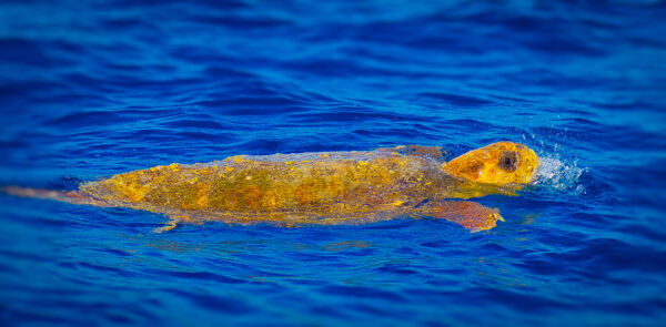 Glimpse Above: The Sea Turtle's Horizon