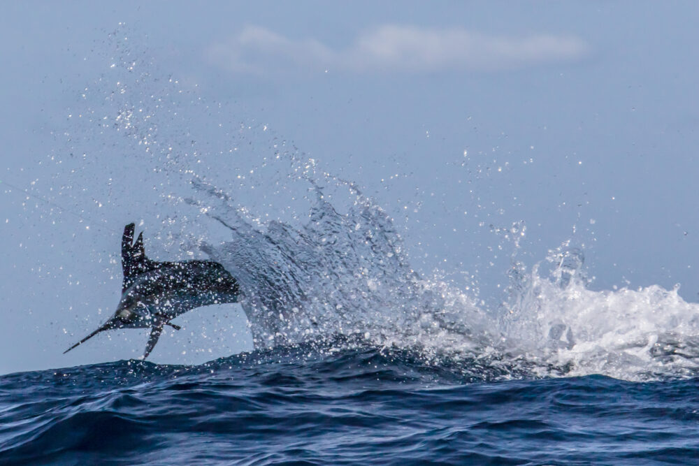 White Marlin Cresting A Wave