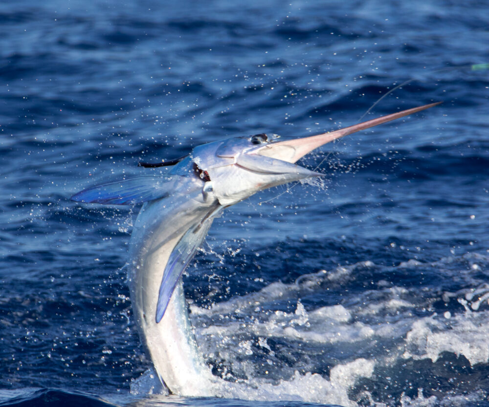 The Dance of The White Marlin